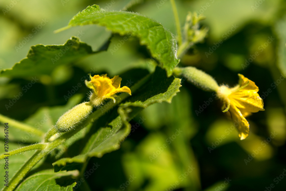 Young cucumbers in the garden. Ovary of cucumbers with a flower. Young cucumbers in the garden. Ovary of cucumbers with a flower.