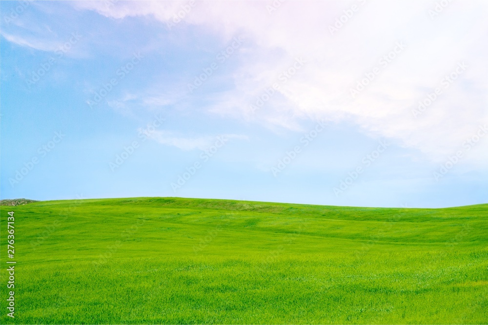 Field of green grass with white clouds