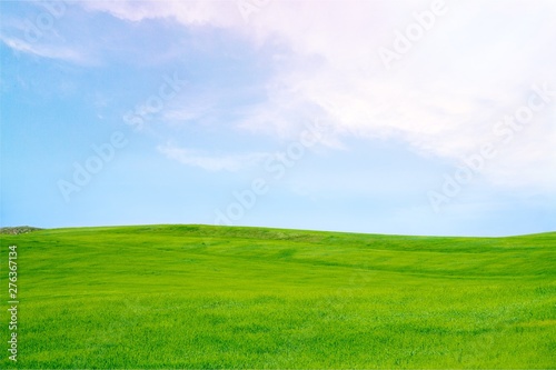Field of green grass with white clouds