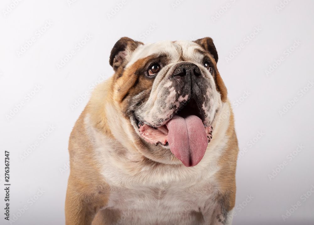 Portrait of an english bulldog sitting Portrait of an english bulldog sitting