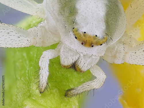 Veränderliche Krabbenspinne; Misumena vatia: Detailaufnahme Augen und Kopf photo