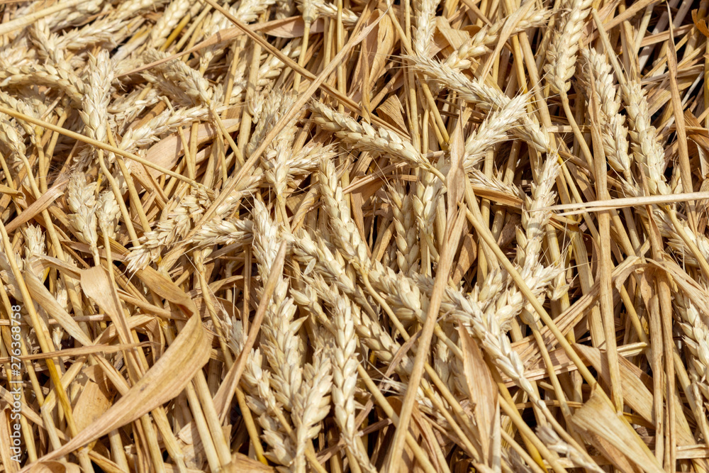 field with ears of grain wheat close up growing, agriculture farming rural economy agronomy concept field with ears of grain wheat close up growing, agriculture farming rural economy agronomy concept