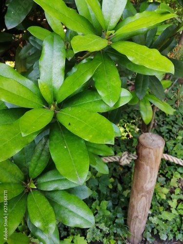 Beautiful of green tropical leaves with a wooden fence.