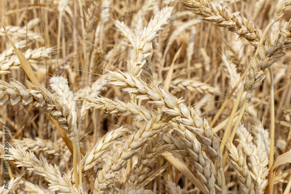 field with ears of grain wheat close up growing, agriculture farming rural economy agronomy concept field with ears of grain wheat close up growing, agriculture farming rural economy agronomy concept