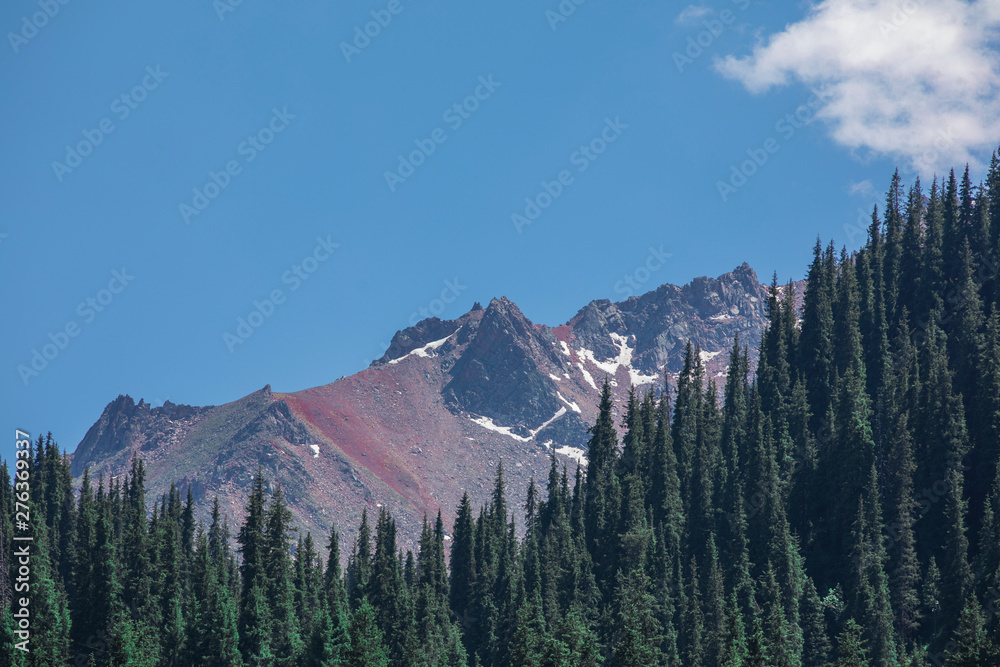 Obraz premium summer mountain landscape with fir trees on the mountainside and mountain peak