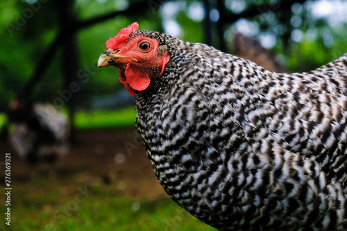 Hen chicken bird on farm.