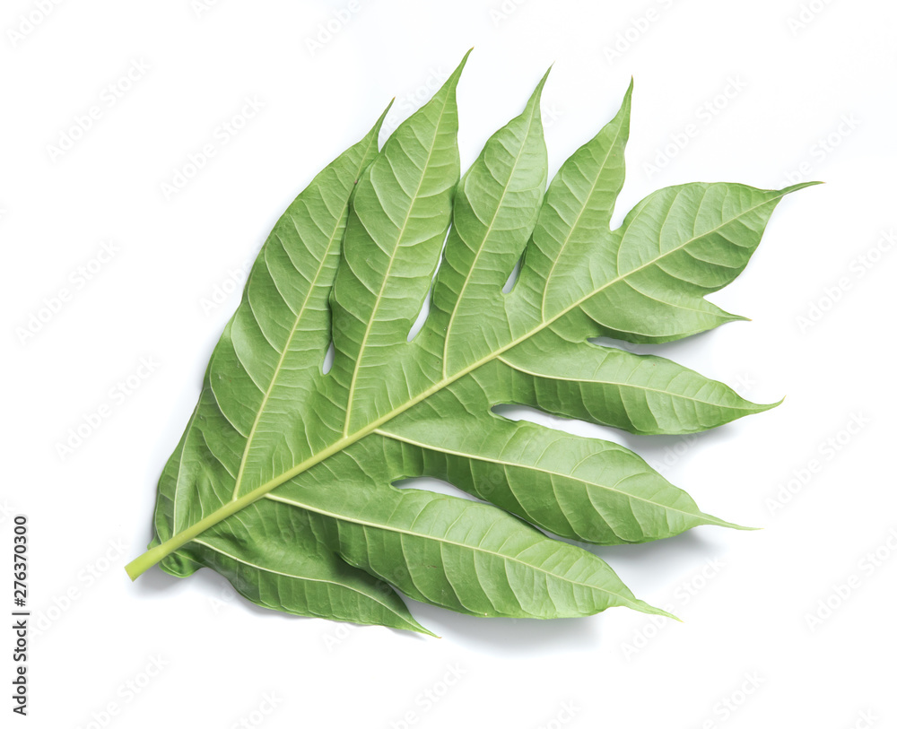 Obraz premium Leaf of breadfruit on white background