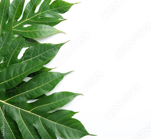 Leaf of breadfruit on white background photo