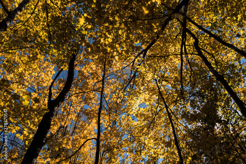 Backlit Colorful Trees of Autumn Looking up 