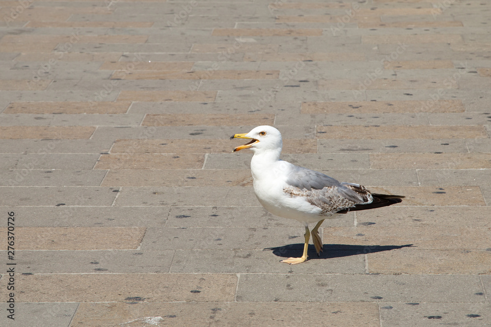 Fototapeta premium Gull with open beak from the heat standing on the pavement in Venice. Close-up.