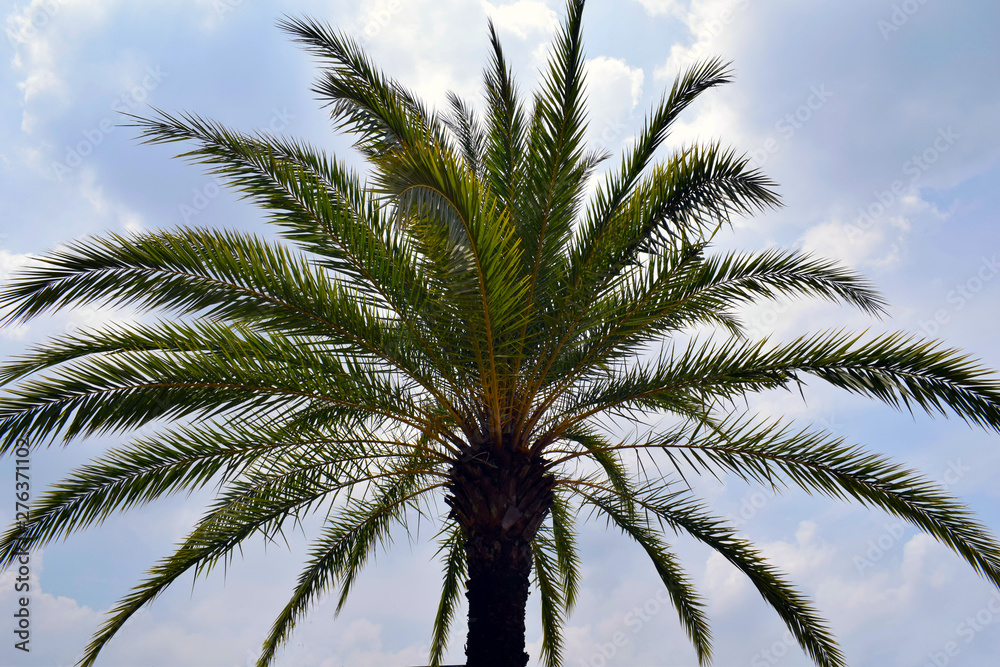 Beautiful palm tree against the blue sky.