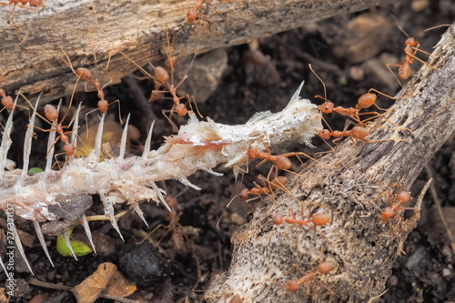 Weaver ants or green ants (Oecophylla) hunting a fish bone, a group of green ants taking a fish bone to the nest.