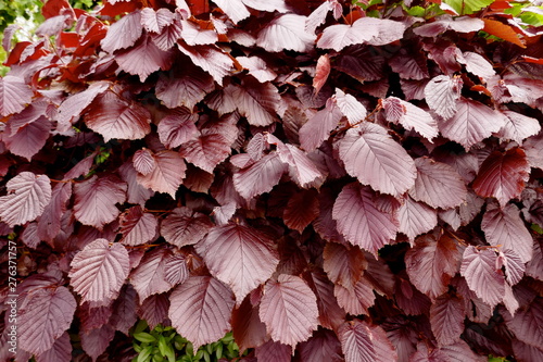 Beech hedge, leaves of a red beech (Fagus sylvatica)   Close-up