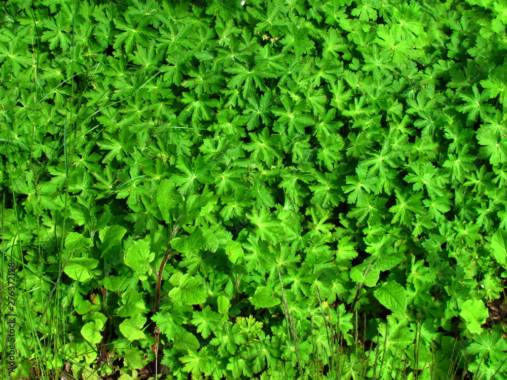 Green plant leaves, natural photo texture in vivid green, plant background