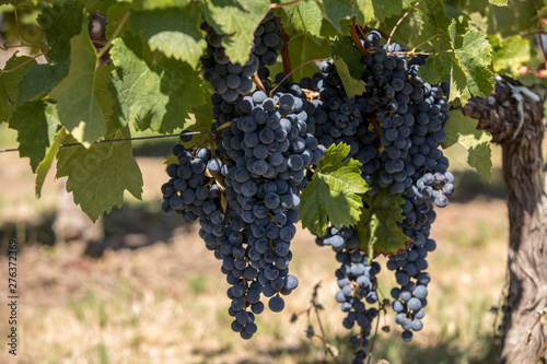 Wallpaper Mural Red wine grapes ready to harvest and wine production. Saint Emilion, France Torontodigital.ca
