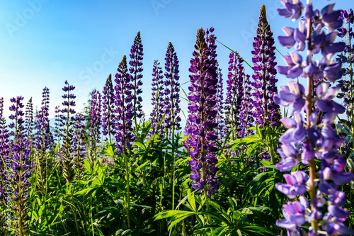 Purple lupine flowers on blue background in the mountains