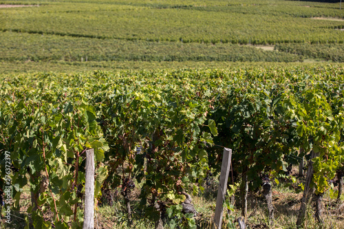 Ripe red Merlot grapes on rows of vines in a vienyard before the wine harvest in Saint Emilion region. France photo