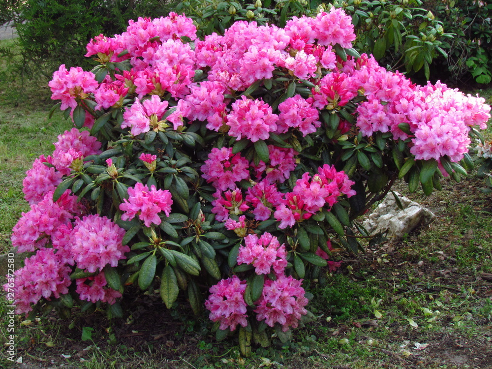 dark pink rhododendron, richly flowering shrub, popular garden bush with nice rich blossom