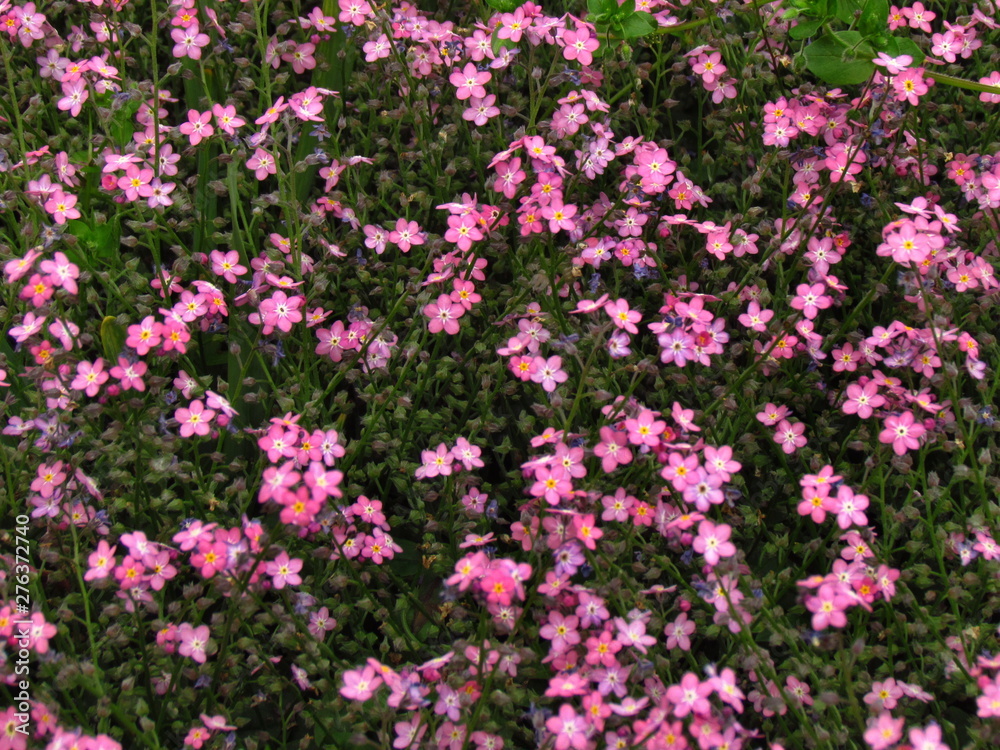 Forget-me-not, pink variety, botany name Myosotis sylvatica, flower bed in garden