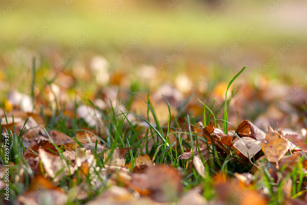 Fallen autumn leaves on the ground. Background, texture of fall colored leaves. Seasonal landscape. Yellow foliage on green grass Fallen autumn leaves on the ground. Background, texture of fall colored leaves. Seasonal landscape. Yellow foliage on green grass