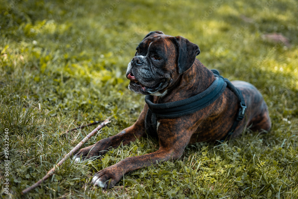Boxer liegt hechelnd auf einer Wiese im Sommer Boxer liegt hechelnd auf einer Wiese im Sommer