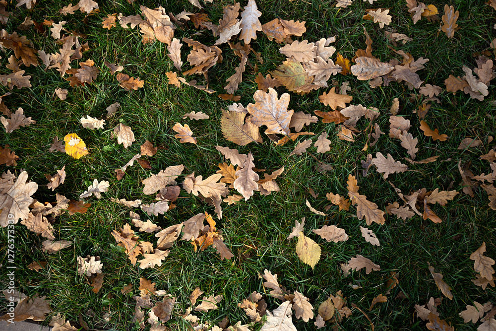 Fallen autumn leaves on the ground. Background, texture of fall colored leaves. Seasonal landscape. Yellow foliage on green grass Fallen autumn leaves on the ground. Background, texture of fall colored leaves. Seasonal landscape. Yellow foliage on green grass