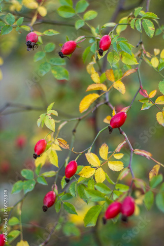 Wild bush of dog rose with red berries in autumn