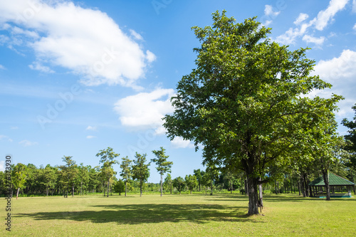  Park with green grass field , Beautiful park scene background
