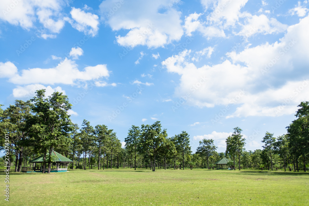 Park with green grass field , Beautiful park scene background Park with green grass field , Beautiful park scene background
