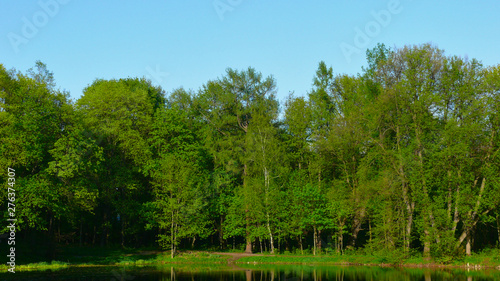 trees on the lake