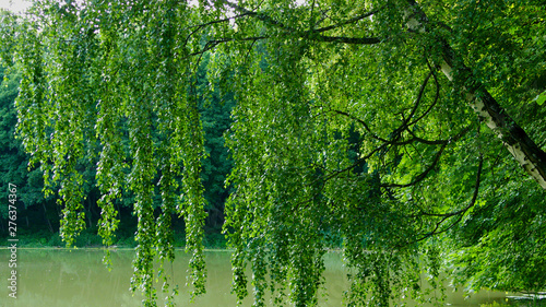 trees in swamp