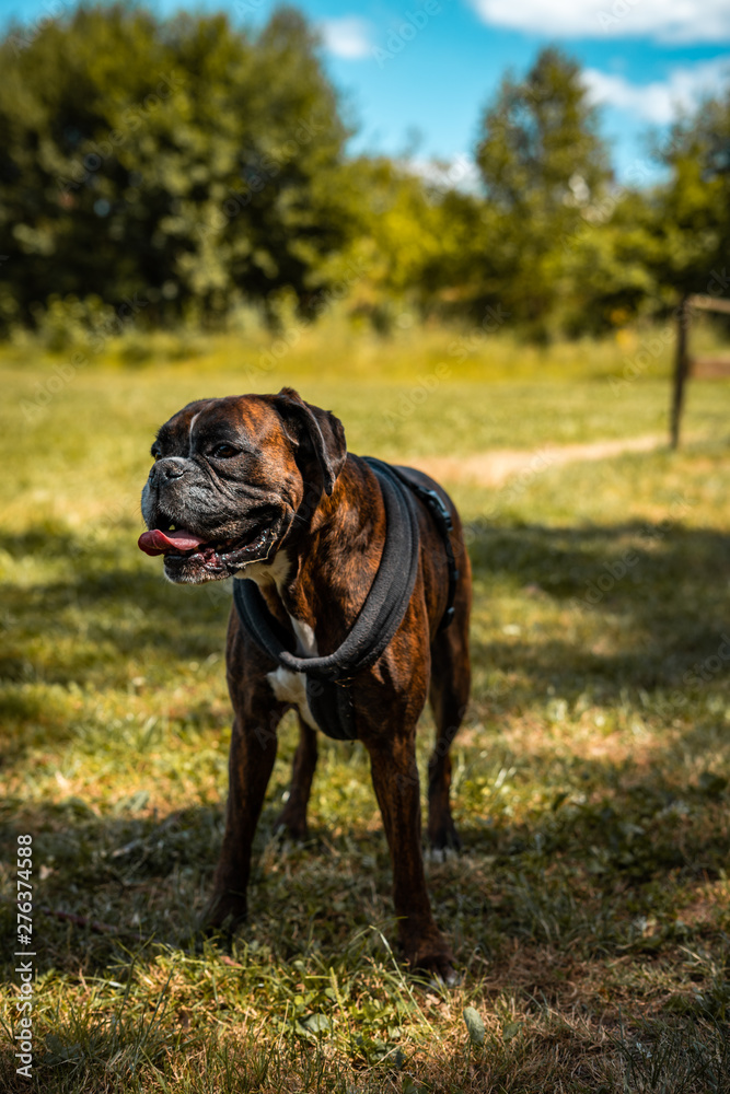 Boxer Hund steht hechelnd auf Wiese im Sommer