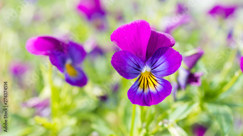 Purple, yellow violets in outdoor nature garden