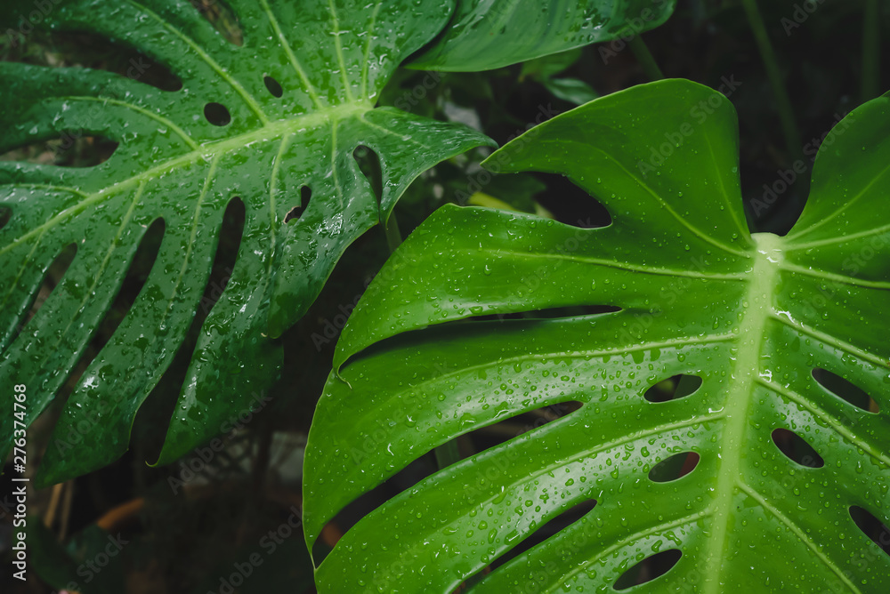 Obraz premium Close-up water drop on Monstera or Swiss Cheese Plant leaf
