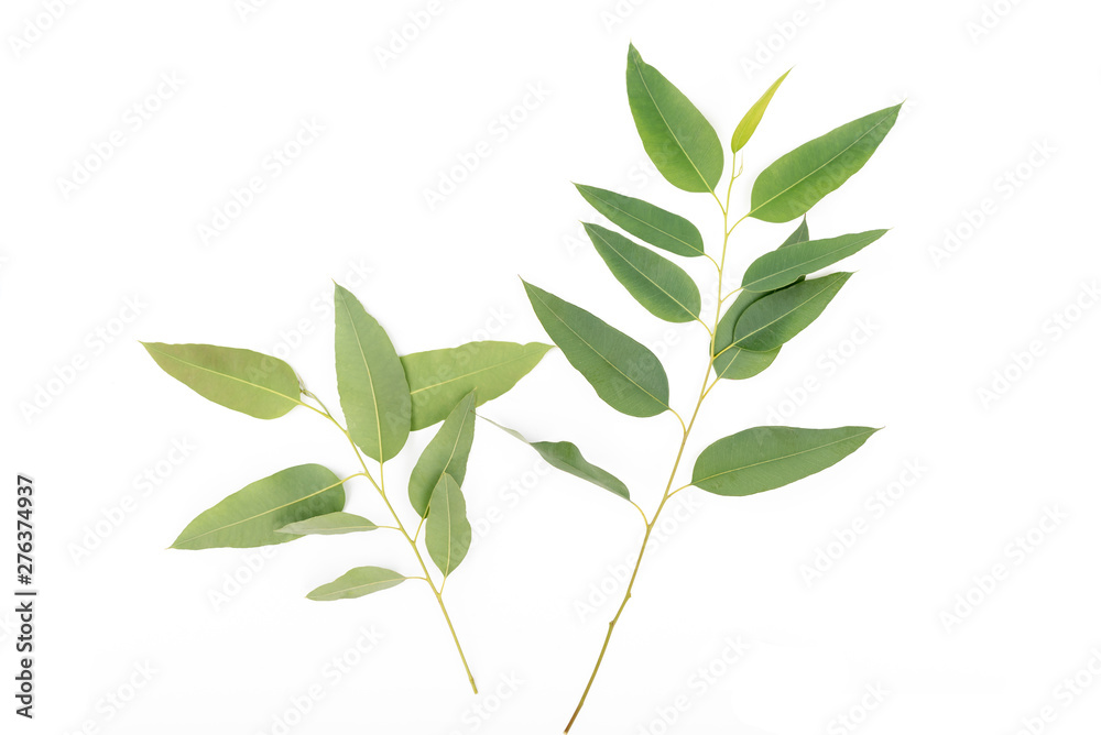 eucalyptus leaves isolated on white background