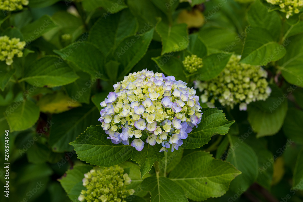 紫陽花 紫陽花