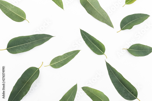eucalyptus leaf texture isolated on white background