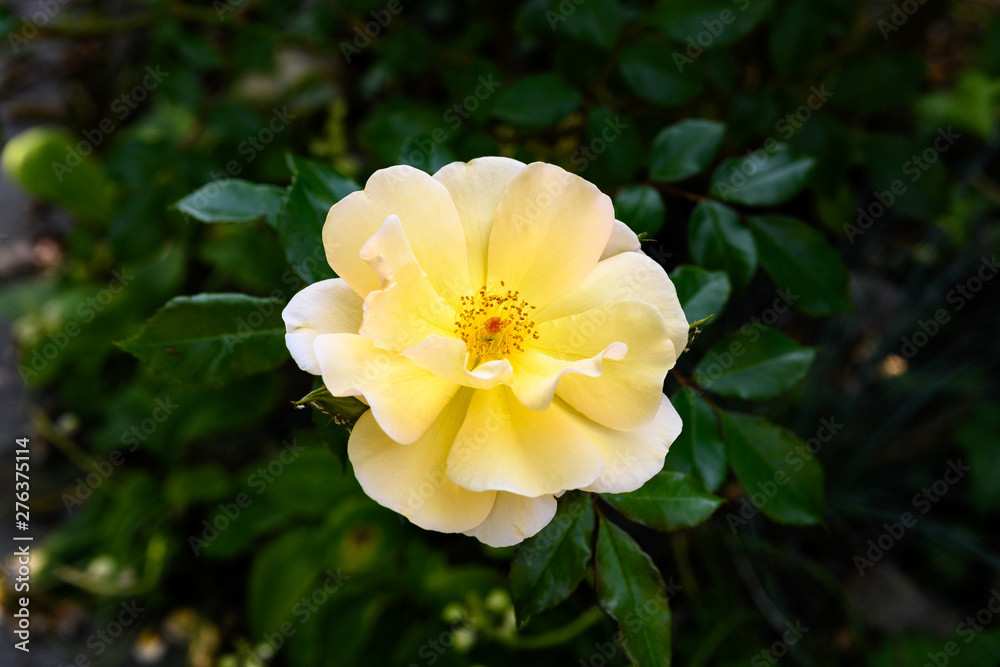 an isolated, yellow 'Sun Flare' Rose on green background
