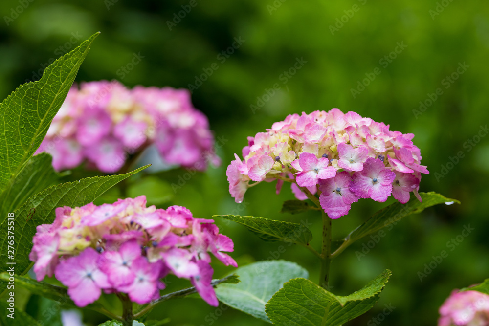 紫陽花 紫陽花