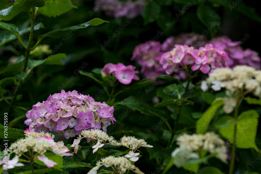 紫陽花 紫陽花