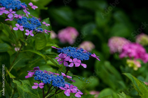 Wallpaper Mural 紫陽花 Torontodigital.ca