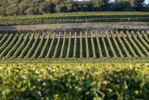 Ripe red Merlot grapes on rows of vines in a vienyard before the wine harvest in Saint Emilion region. France