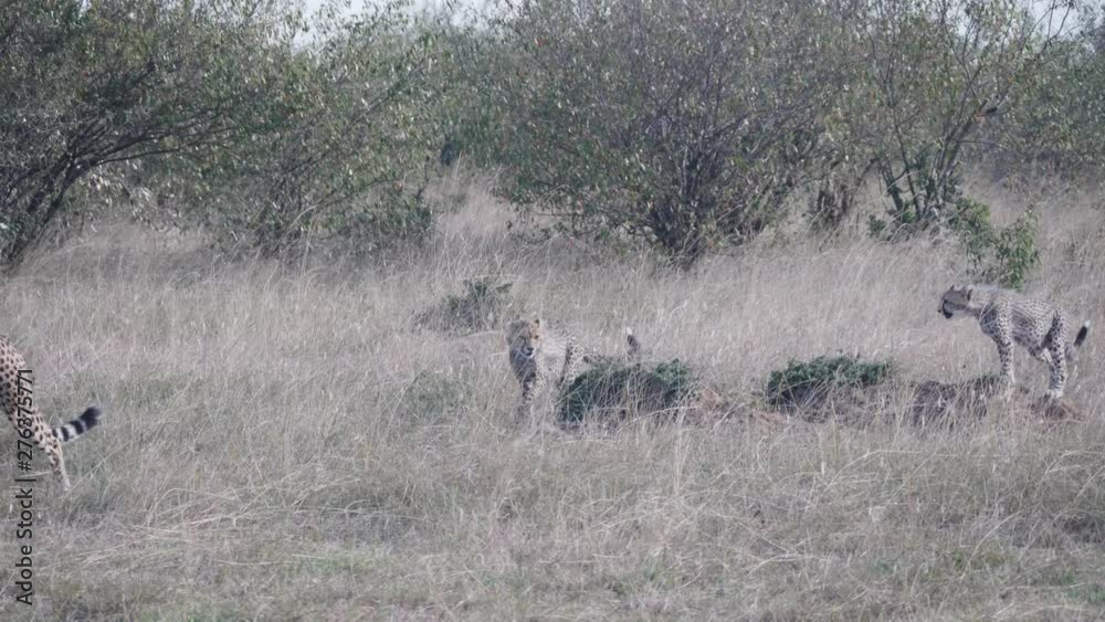 three cheetah cubs follow their mum at masai mara national reserve in kenya, africa- 4K 60p three cheetah cubs follow their mum at masai mara national reserve in kenya, africa- 4K 60p