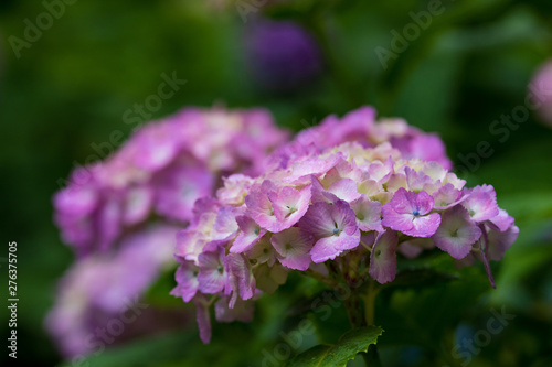 Wallpaper Mural 紫陽花 Torontodigital.ca