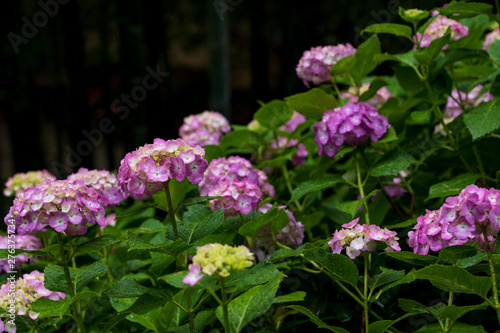 Wallpaper Mural 紫陽花 Torontodigital.ca