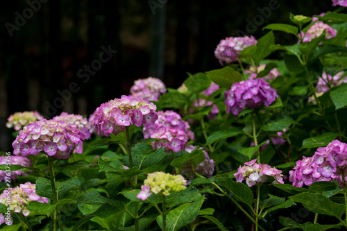 Wallpaper Mural 紫陽花 Torontodigital.ca