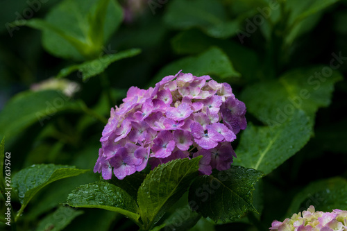 Wallpaper Mural 紫陽花 Torontodigital.ca