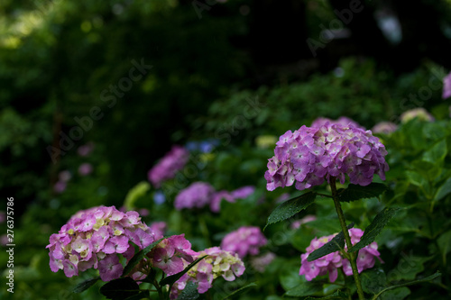 Wallpaper Mural 紫陽花 Torontodigital.ca