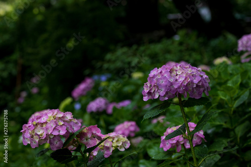 Wallpaper Mural 紫陽花 Torontodigital.ca