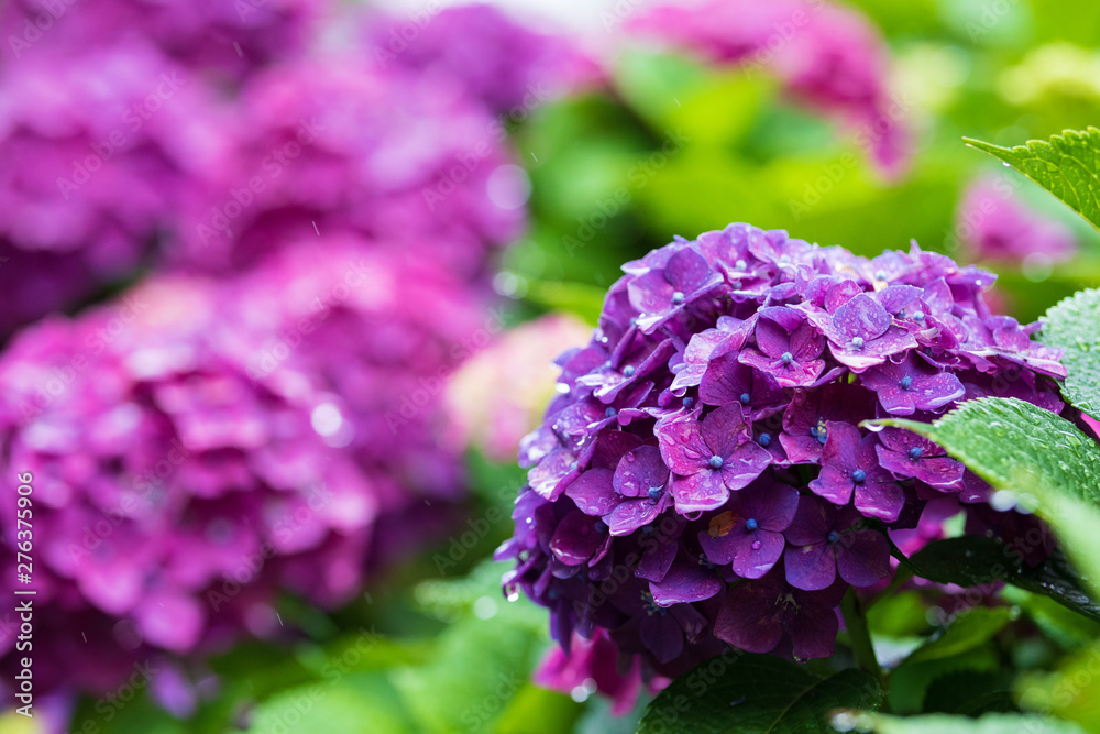 Fototapeta premium 紫陽花